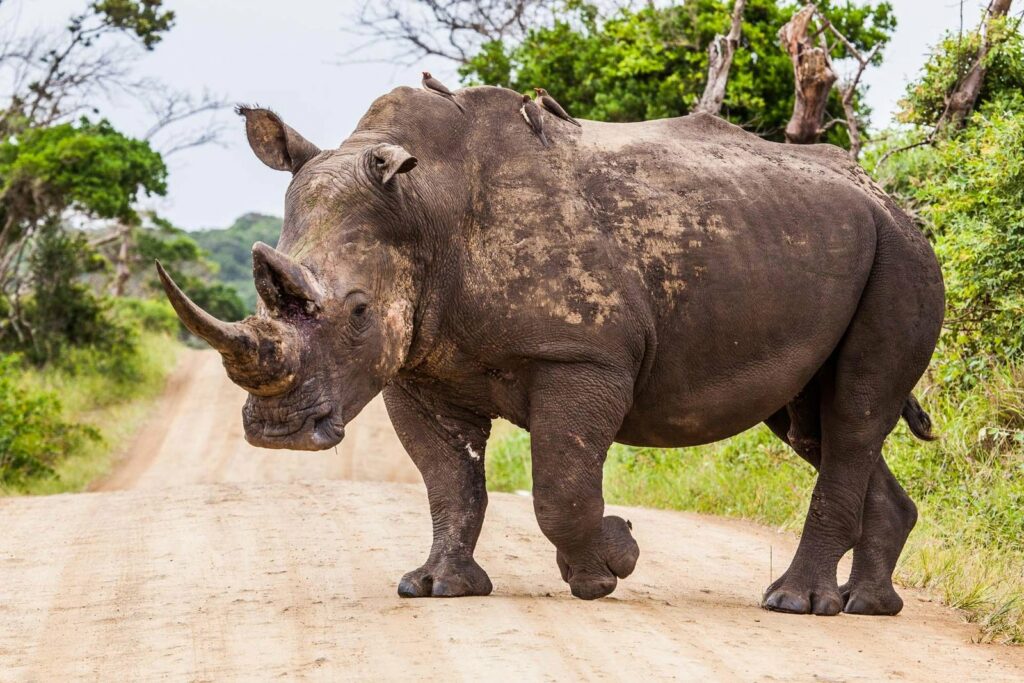 Rhino in iSimangaliso Wetland Park.