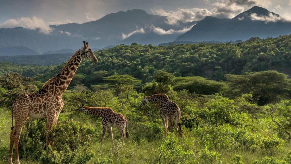 Giraffes in Meru National Park, Kenya.