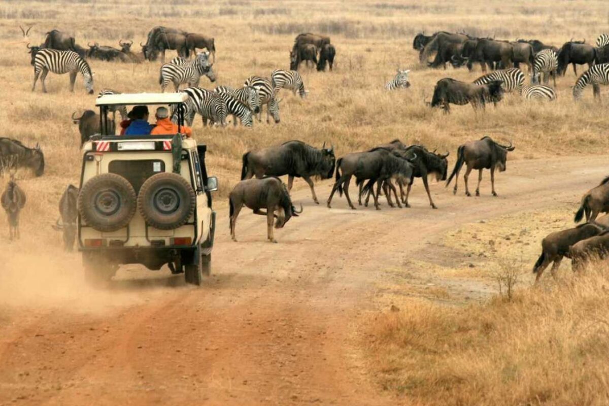 Tanzania Safaris, Tours & Packages | Safari In Tanzania