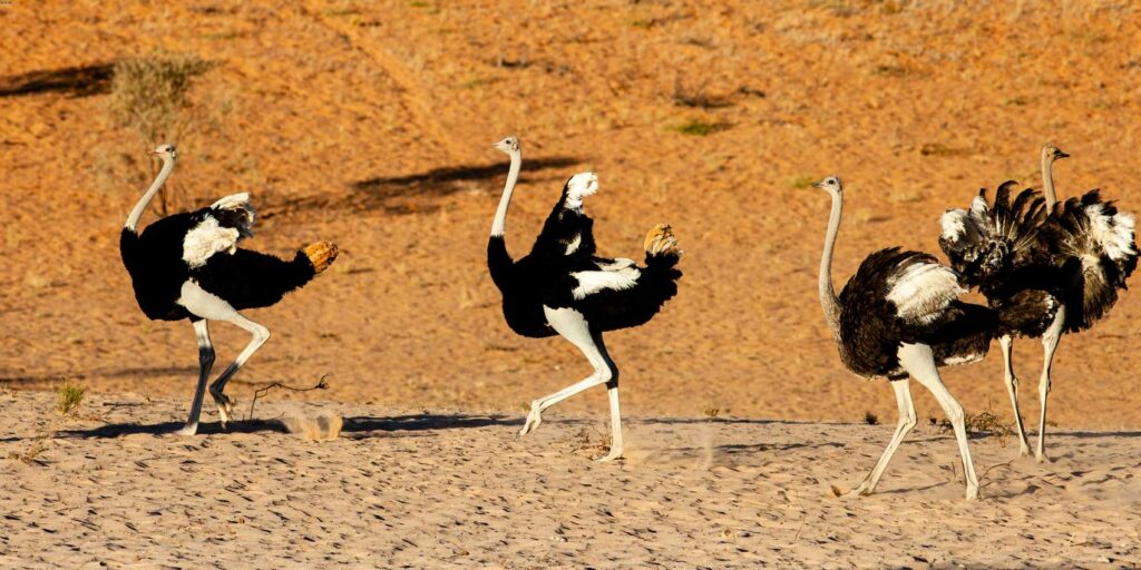 Ostriches in Kgalagadi Transfrontier Park.