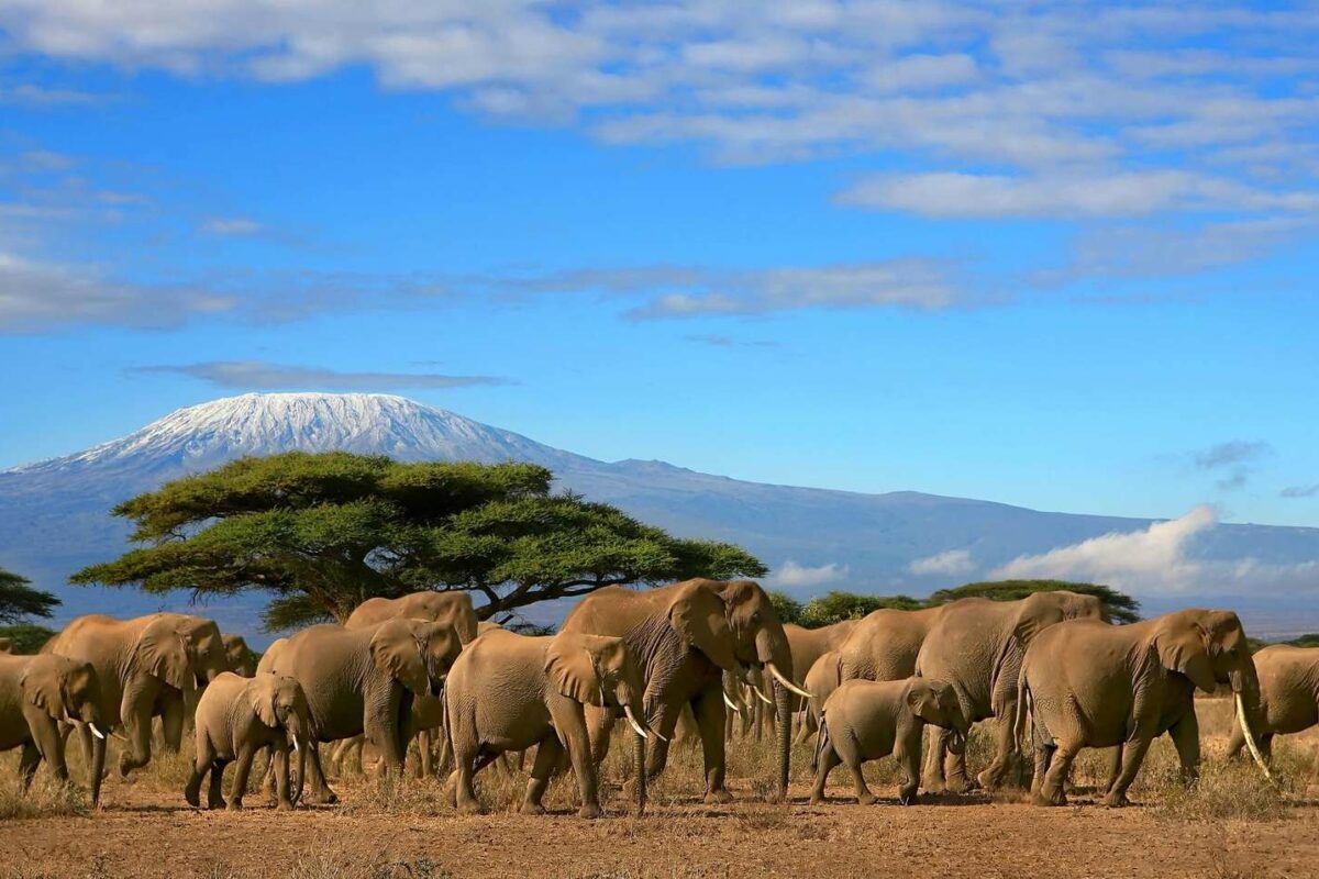 masai mara safari in december