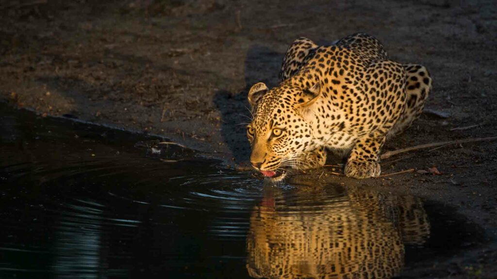 Leopard spotted drinking water on a night game drive in the Kruger National Park.