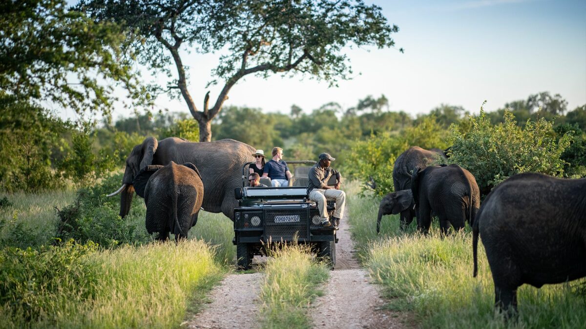 Best safari in South Africa