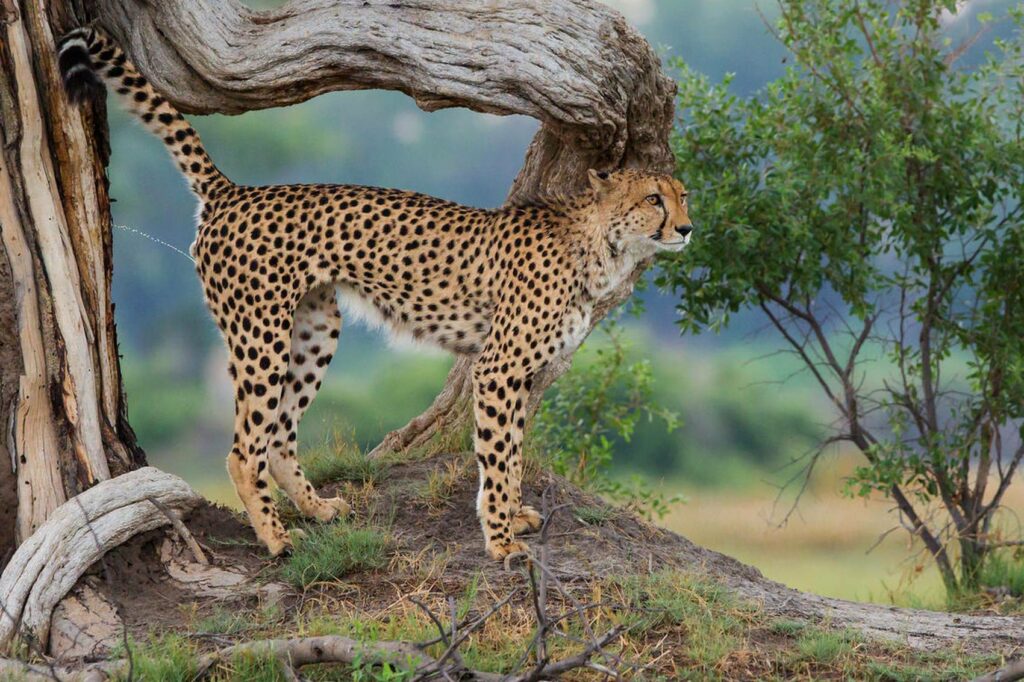 Cheetah in the Kwara Concession, Botswana.