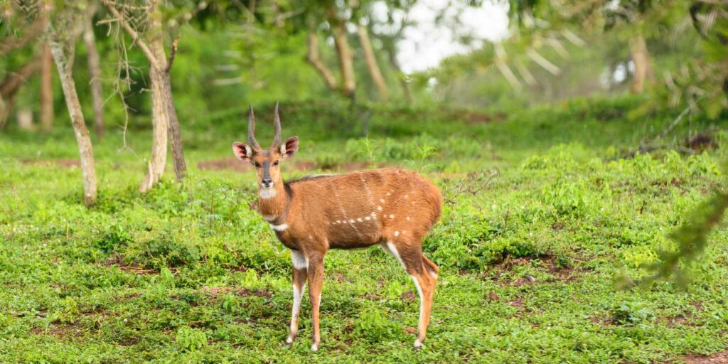 Antelope in Lake Mburo National Park, Uganda