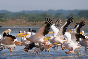 Lake Nakuru Birds