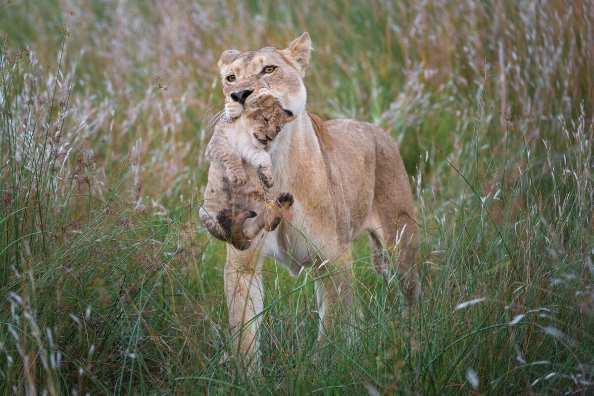 Four Must-Visit Game Reserves in Botswana | Discover Africa Safaris