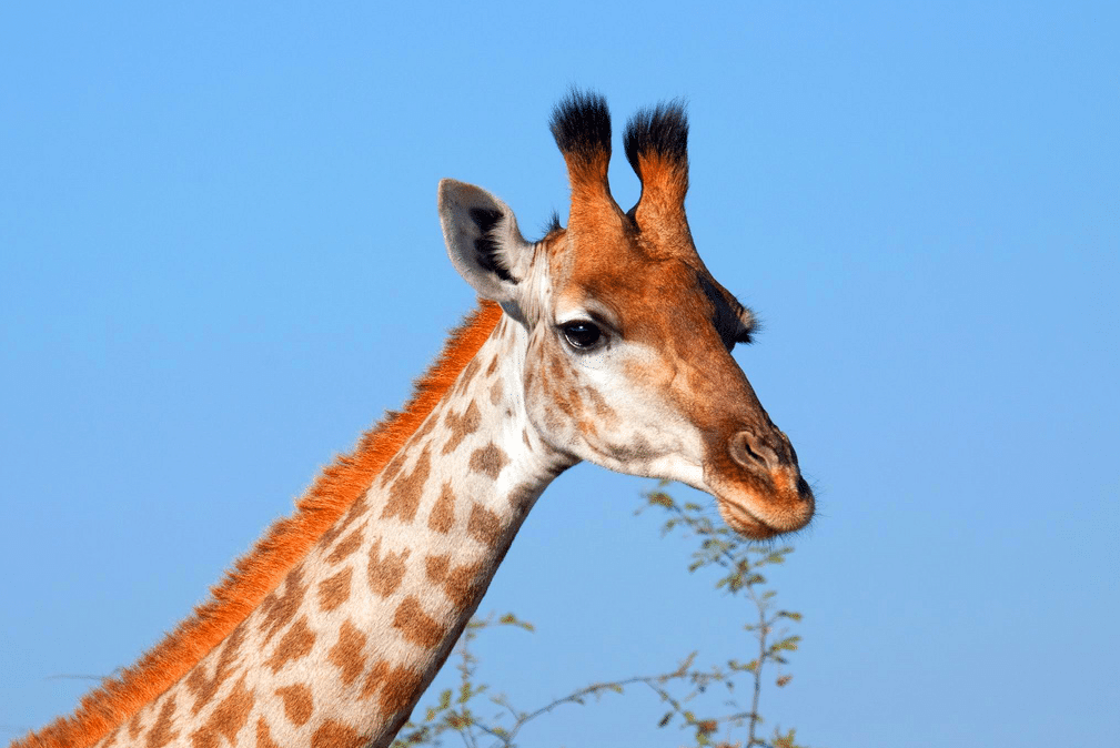 Giraffe in Madikwe Game Reserve.