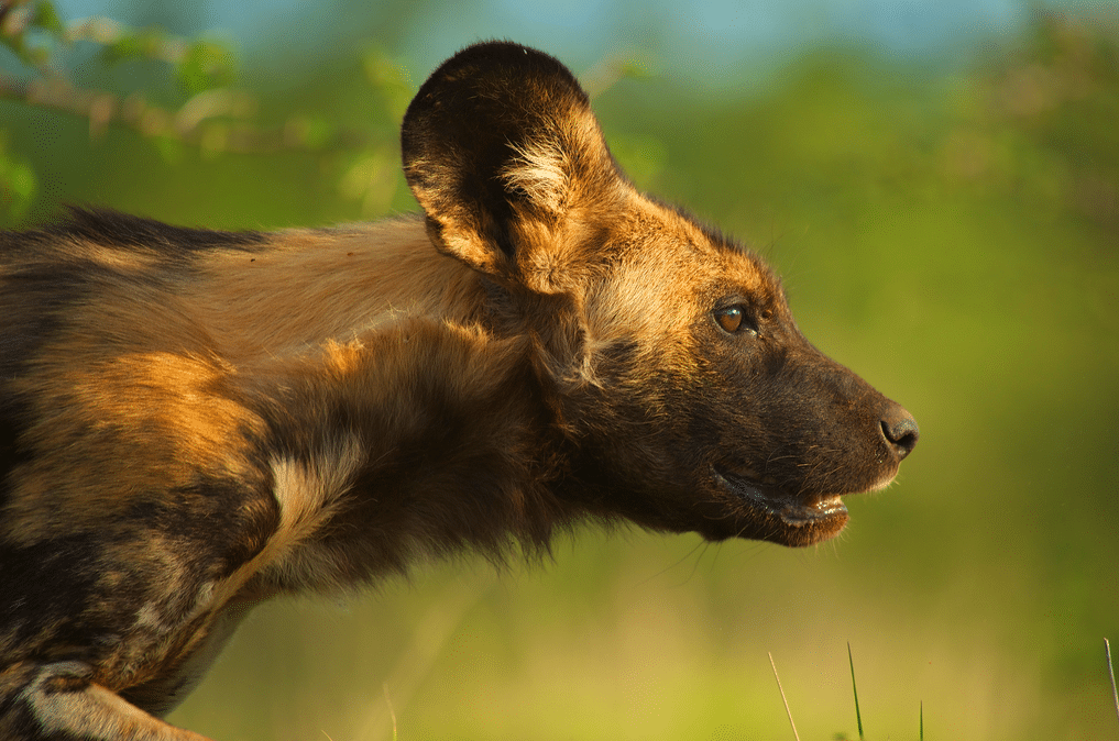 African wild dog in Madikwe Game Reserve.