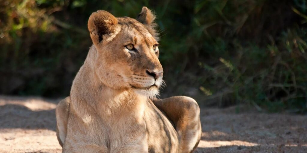 Wildlife in Meru National Park