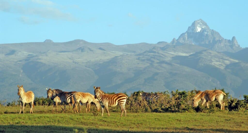 Wildlife in Mount Kenya National Park