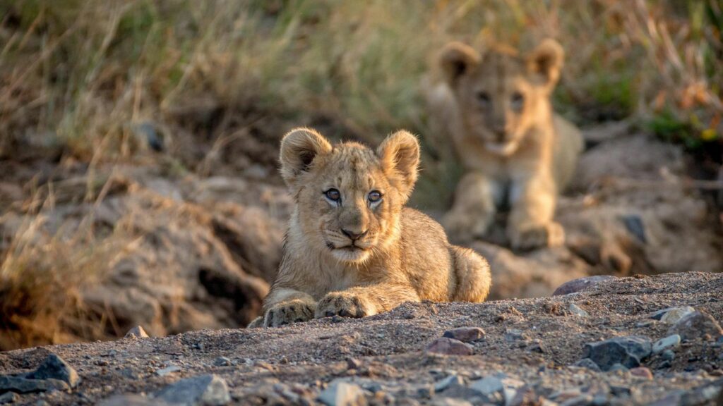 Lion cubs in Pilanesberg National Park