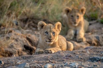 Lion cubs in Pilanesberg National Park