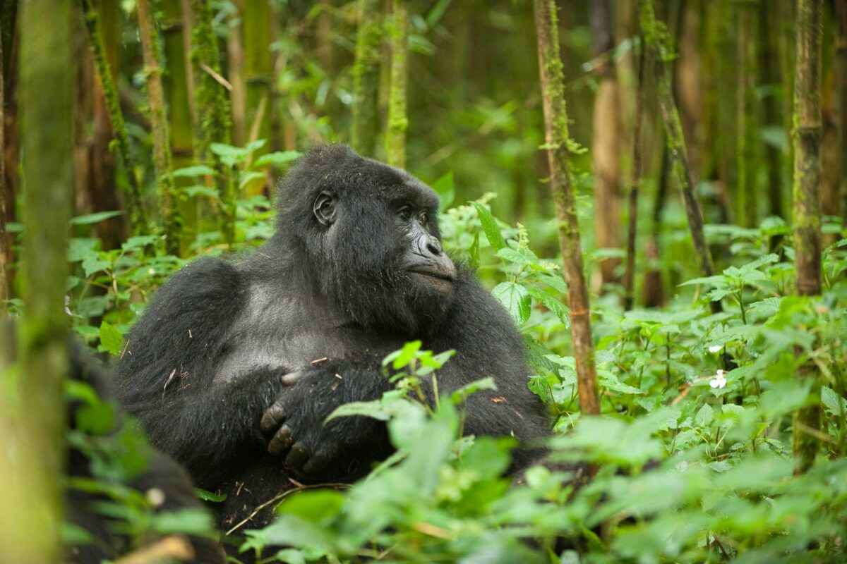 Mountain gorilla trekking, holidays & tours | Discover Africa