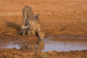 Cheetah family in Samburu National Park