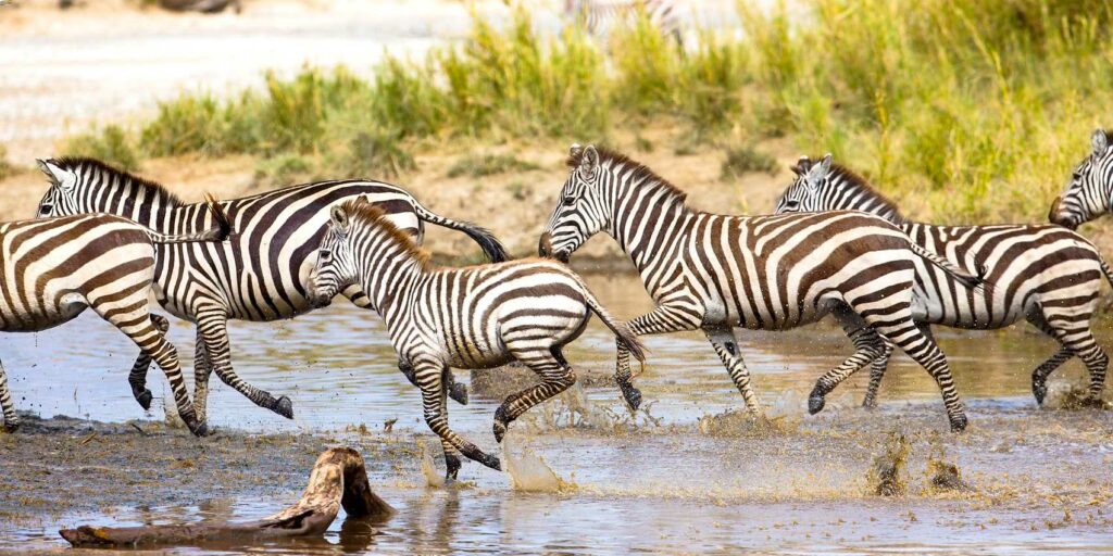 Zebras in Seronera Valley in Serengeti National Park