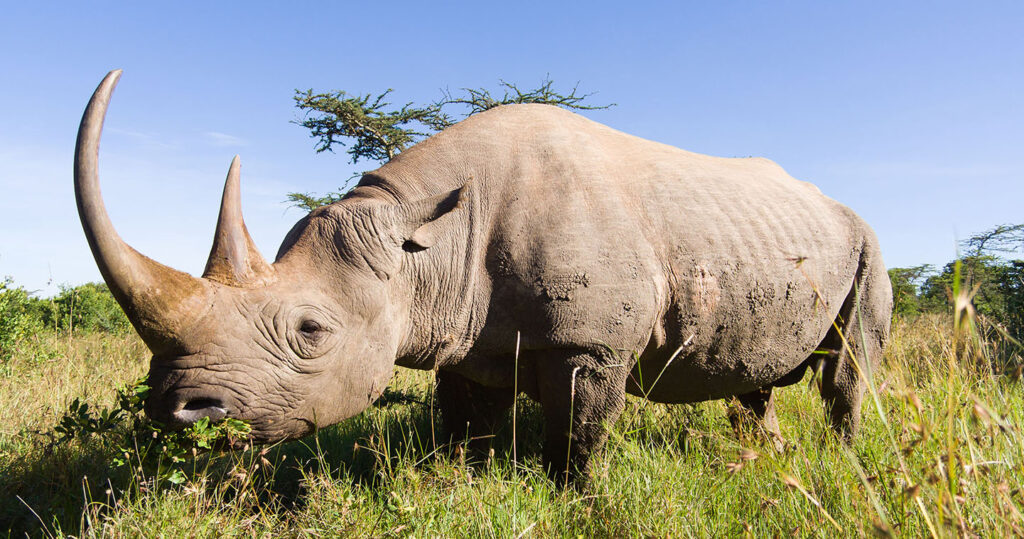 Rhino in Sabi Sand Game Reserve.