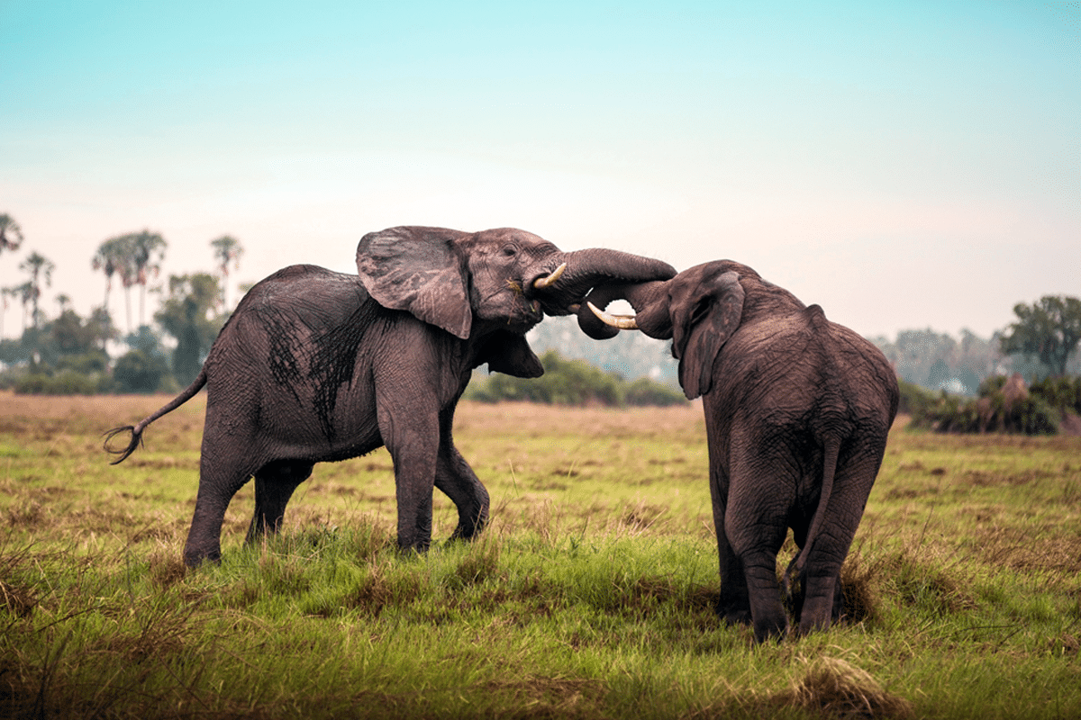 botswana vs south africa safari