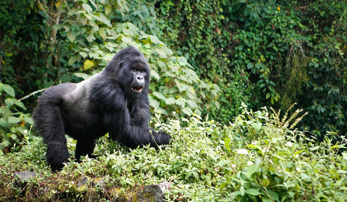 Virunga Mountain Gorilla