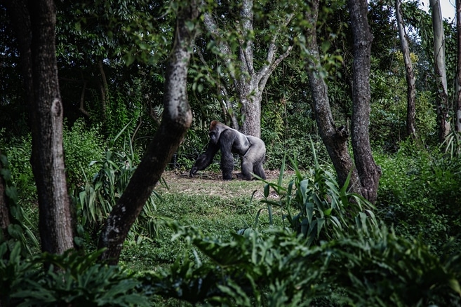 Gorilla Trekking adventure in the jungle