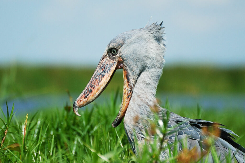 An African shoebill opens its beak.