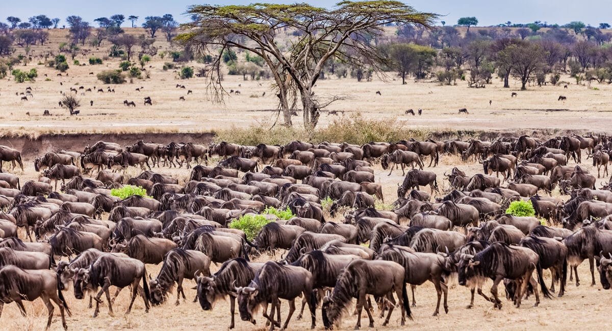 Best Game Reserves in Tanzania – Discover Africa