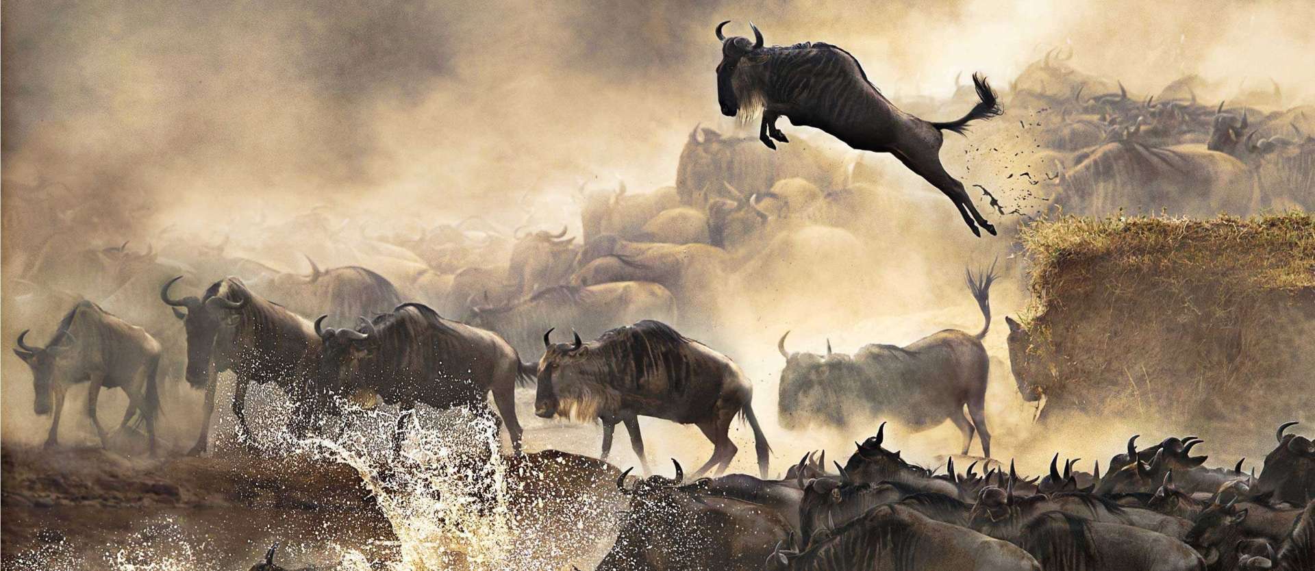 Five reasons people miss the Great Wildebeest Migration and how to