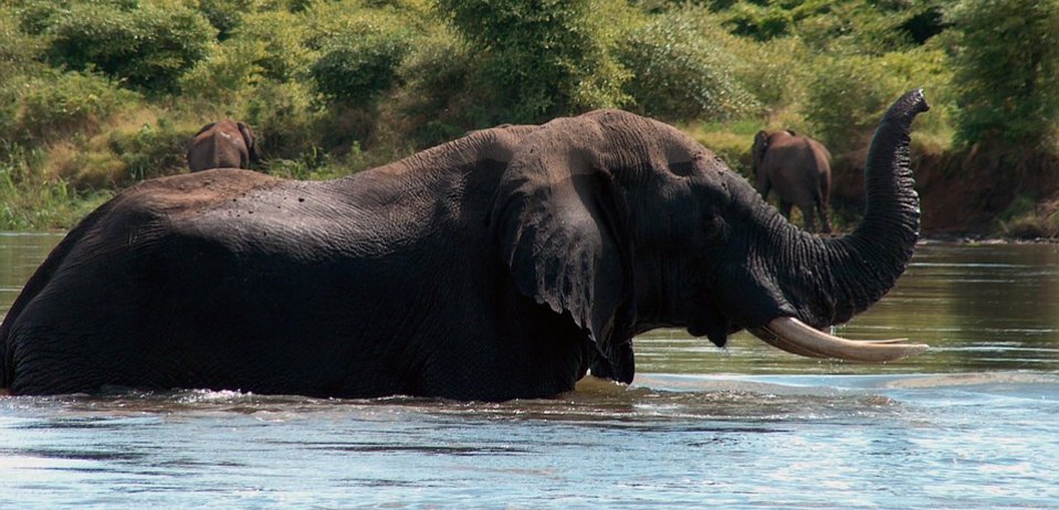 Are There Crocodiles In The Zambezi River Safari FAQs   Elephant 1351906 960 720  Large 