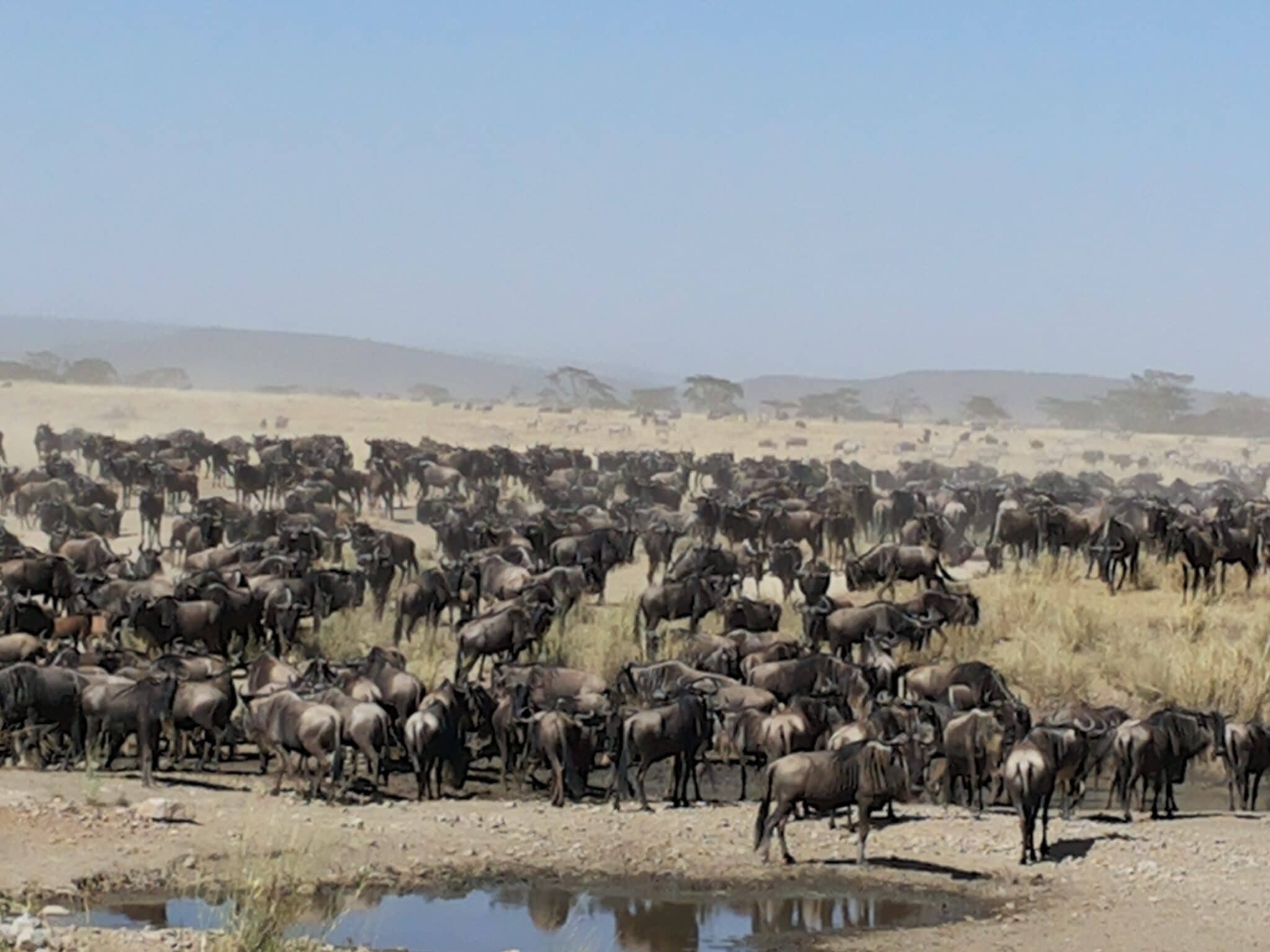 Drought in the Serengeti as we wait for the rains to come | Discover Africa