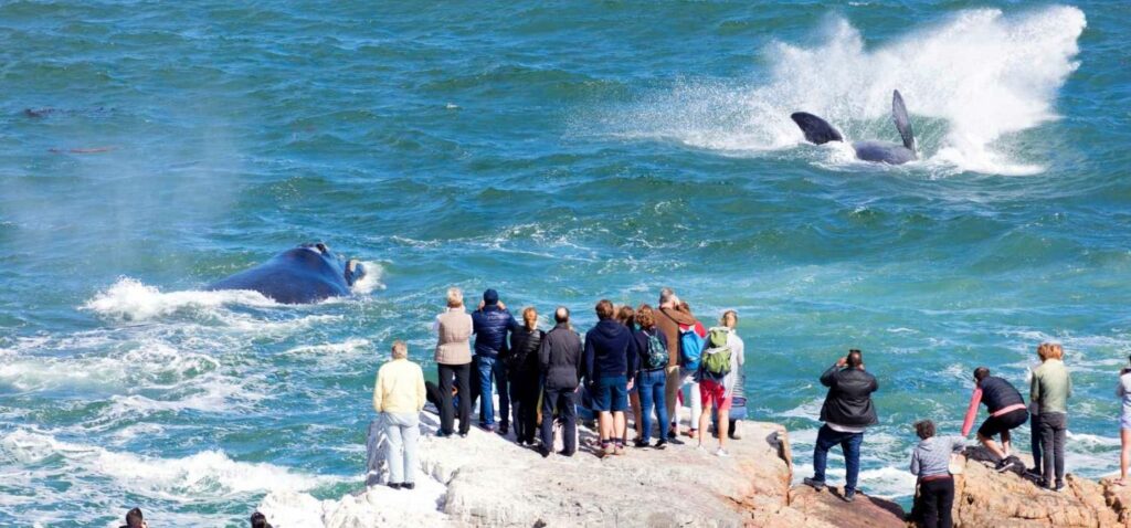 Whale Watching in Hermanus