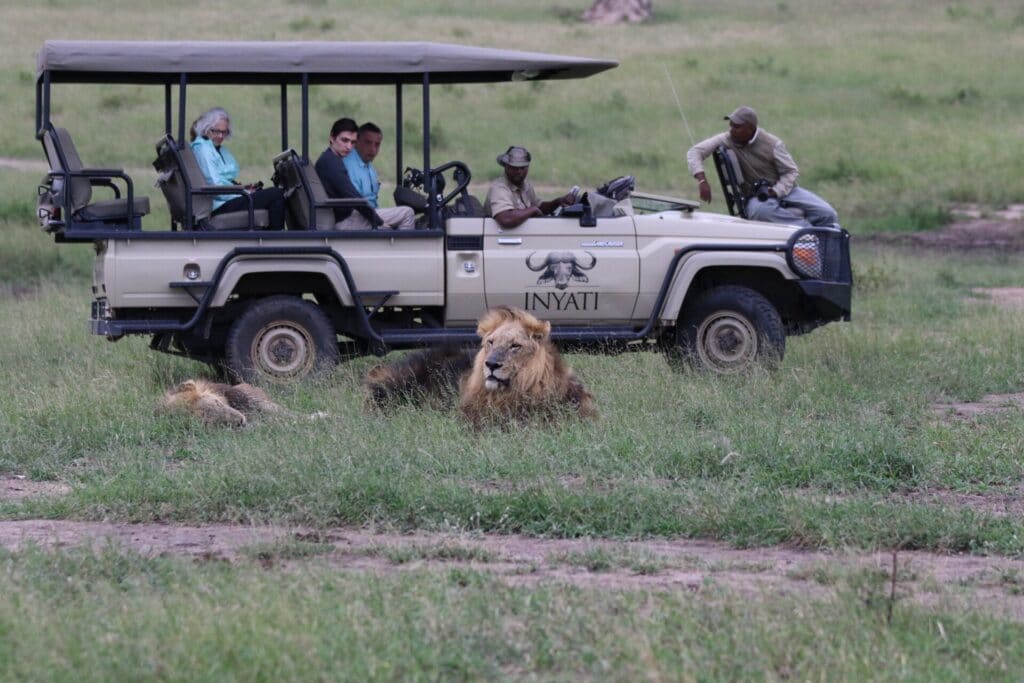 Lion spotted on a safari in Sabi Sands Game Reserve, South Africa | Photo credit: Inyati Game Lodge