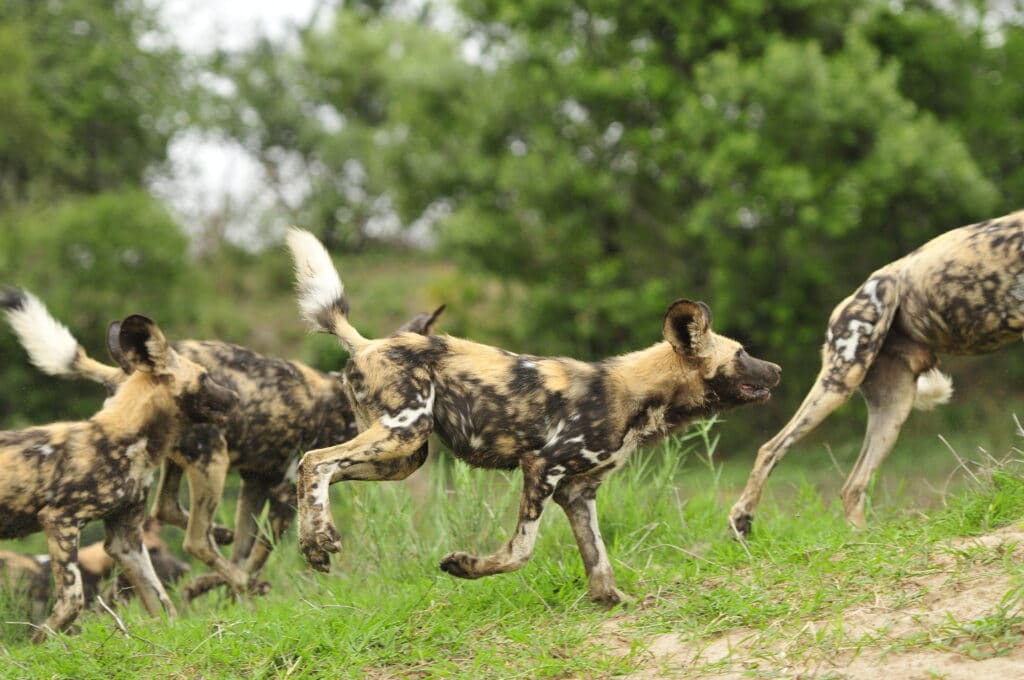 Wild Dog in Sabi Sands