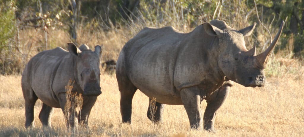 RHino and her calf in Madikwe Game Reserve | Photo credit: Jamala Madikwe Royal Safari Lodge