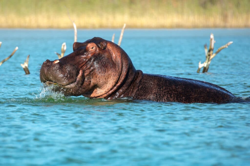 Hippo swimming through a river in Isimangaliso | Photo credit: Kosi Forest Lodge