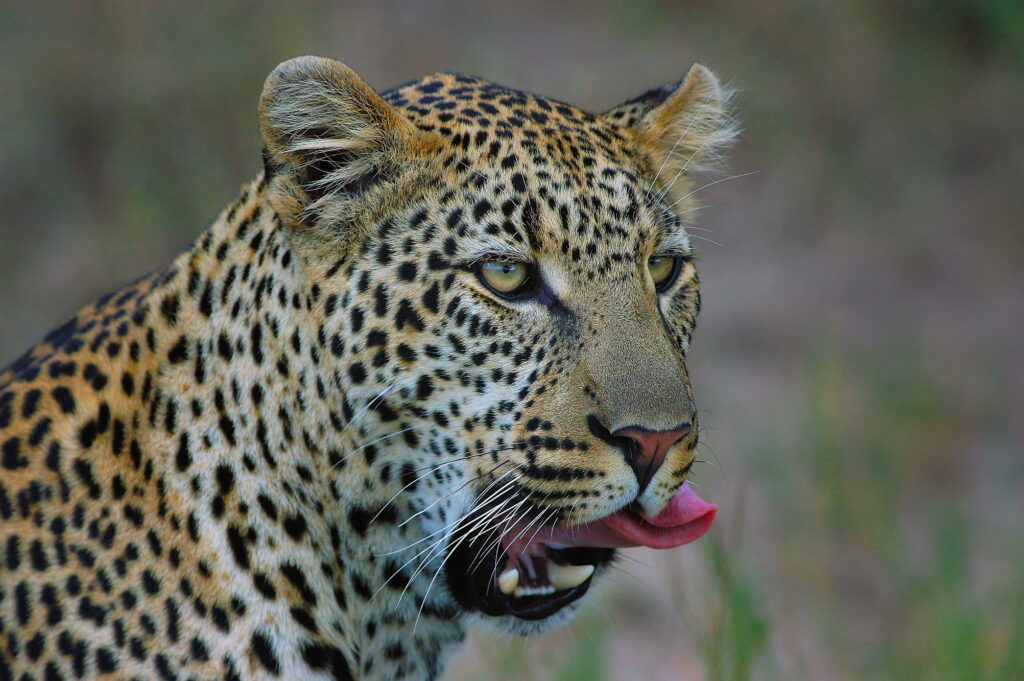 Close up of leopard in Selous Game Reserve, Tanzania