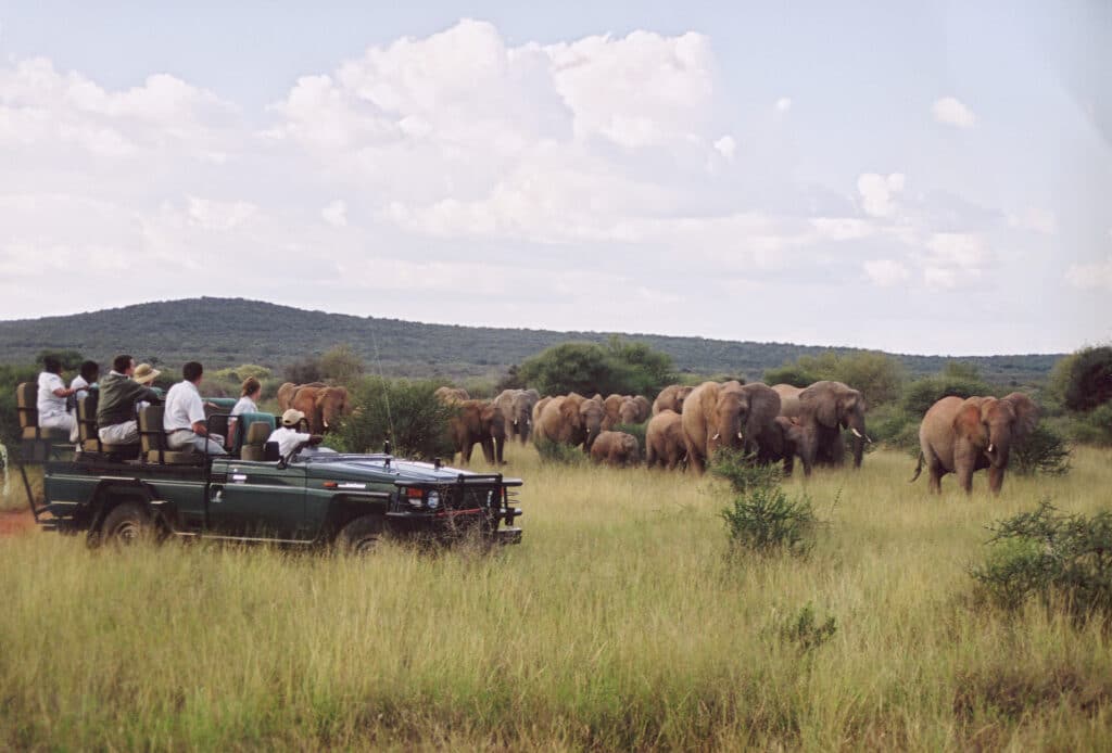 Elephants sighted on a game drive in Madikwe Game Reserve | Photo credit: Makanyane Safari Lodge