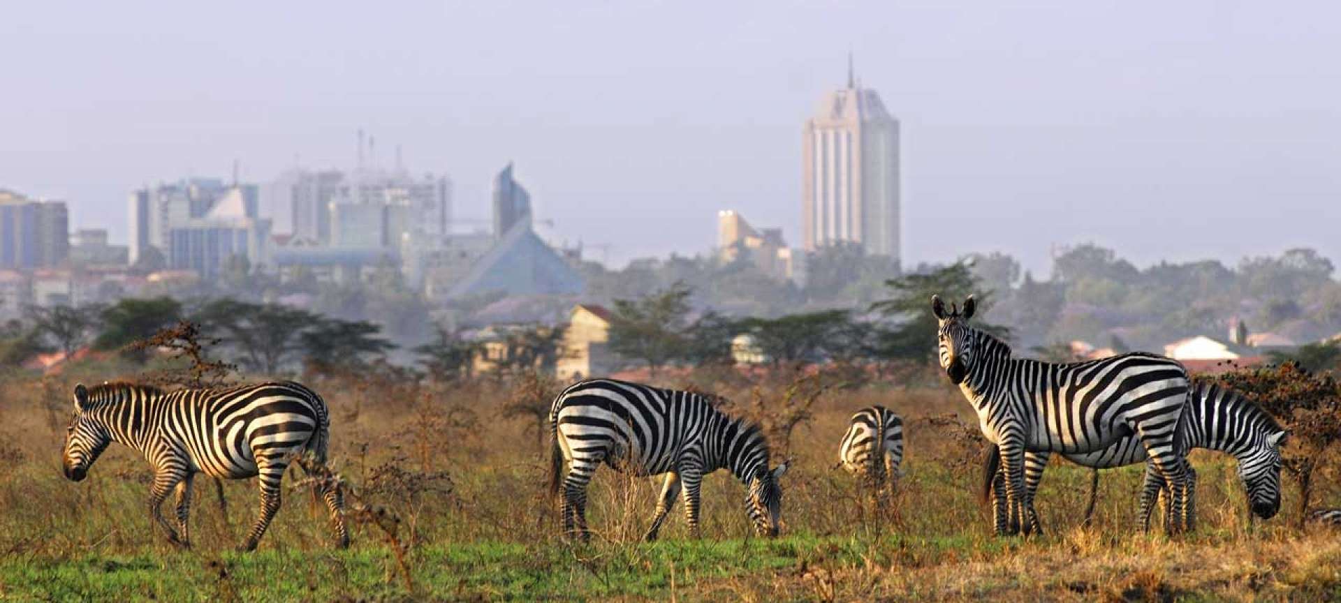 How Big Is The Nairobi National Park? | Safari FAQs