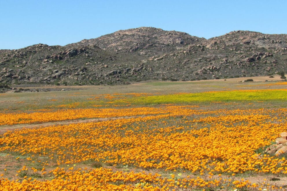 Namaqua Flower Beach Camp Namaqua Flower Beach Camp | Discover Africa ...