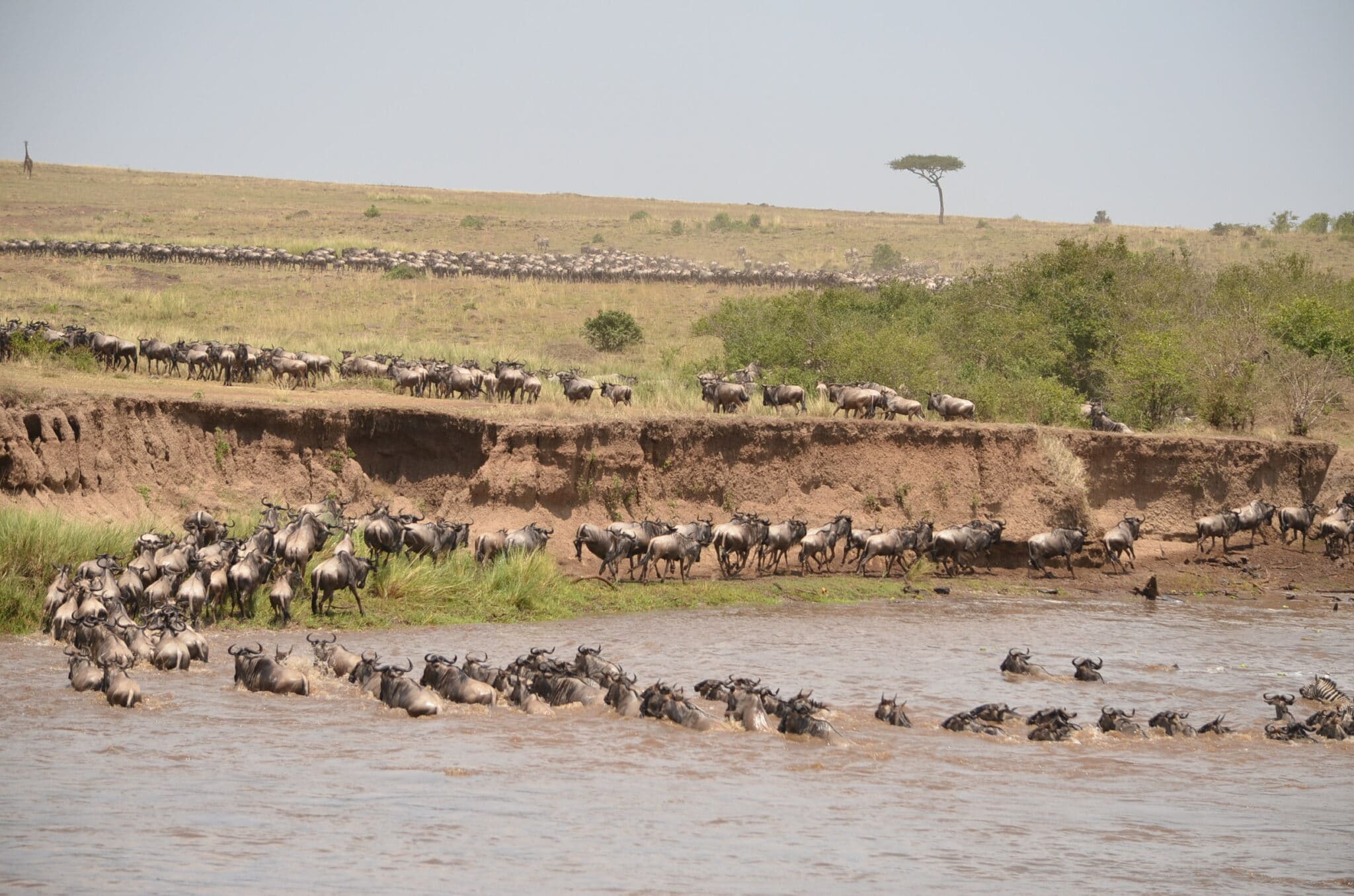 Herds Were Crossing Over To The Mara Triangle 