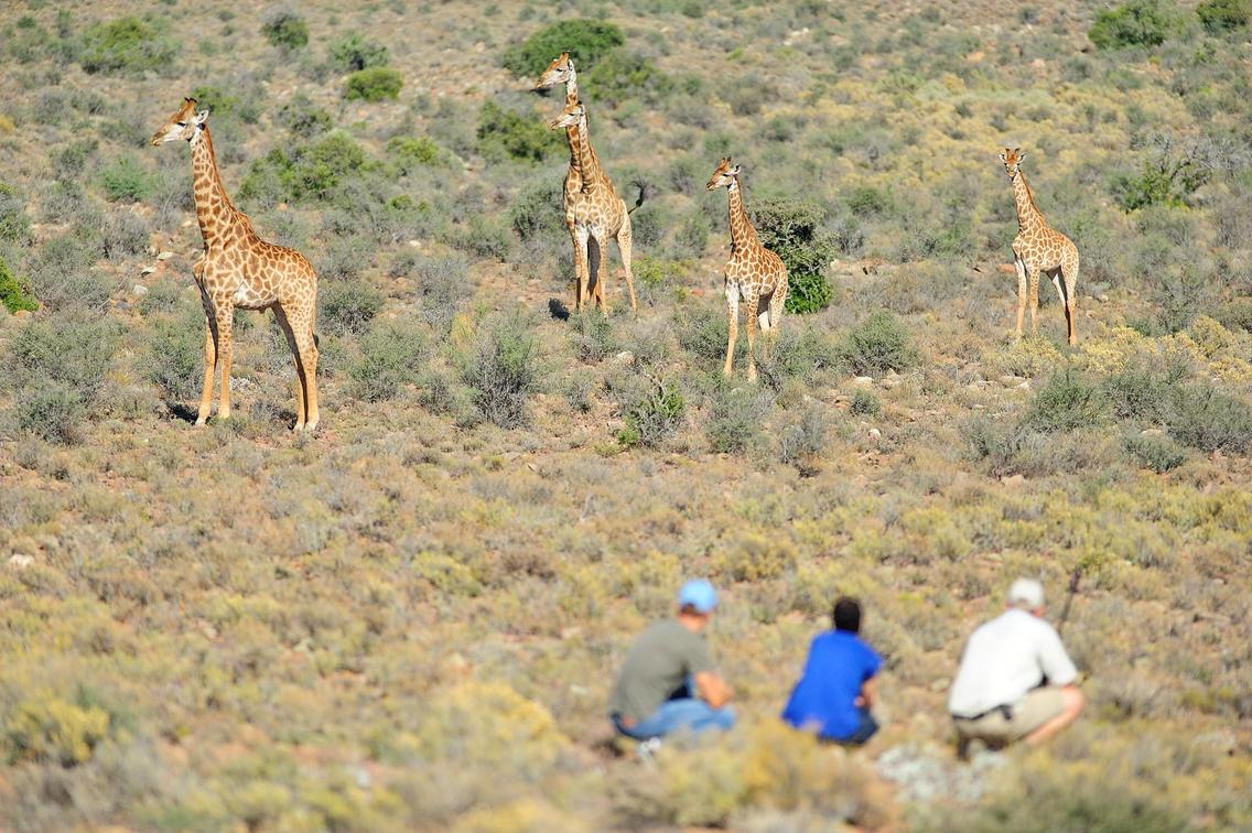 Город сафари. Кейптаун сафари. Кызылкум сафари. Сафари город. Cape Town Safari.