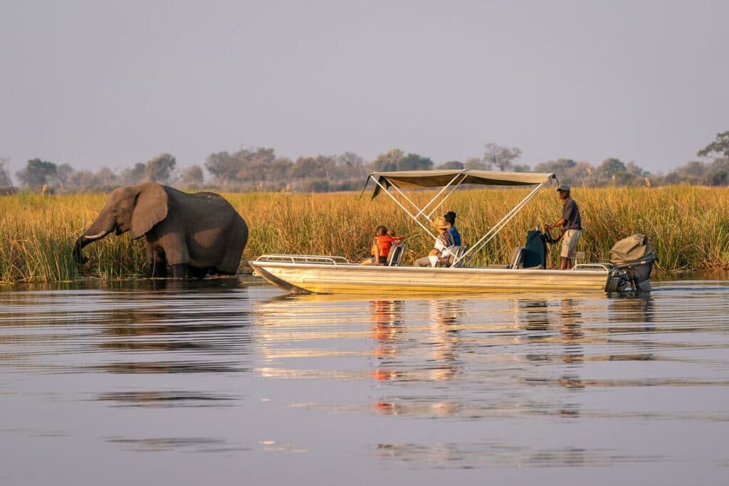 Elephant on a boat safari in Savuti National Park