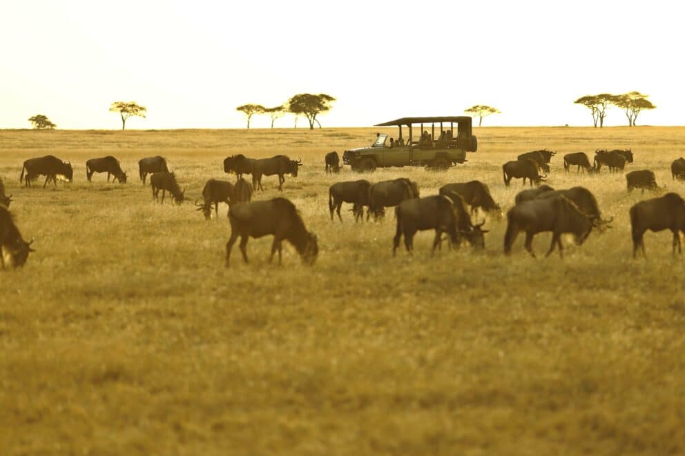 Ubuntu Migration Camp Ubuntu Migration Camp, Serengeti National Park ...