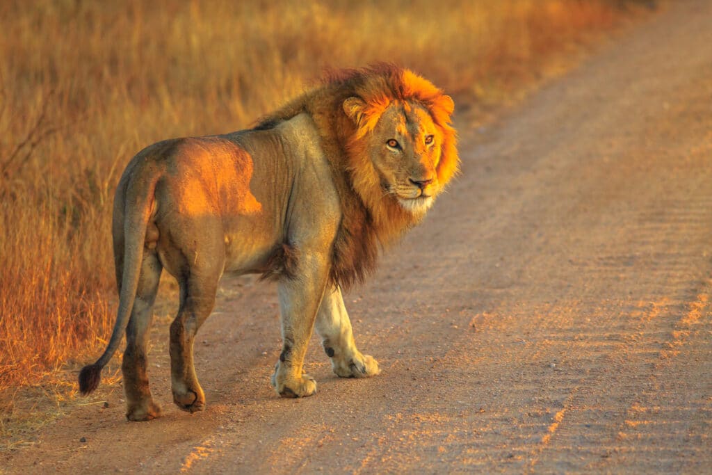 Lion in the Kruger National Park, South Africa