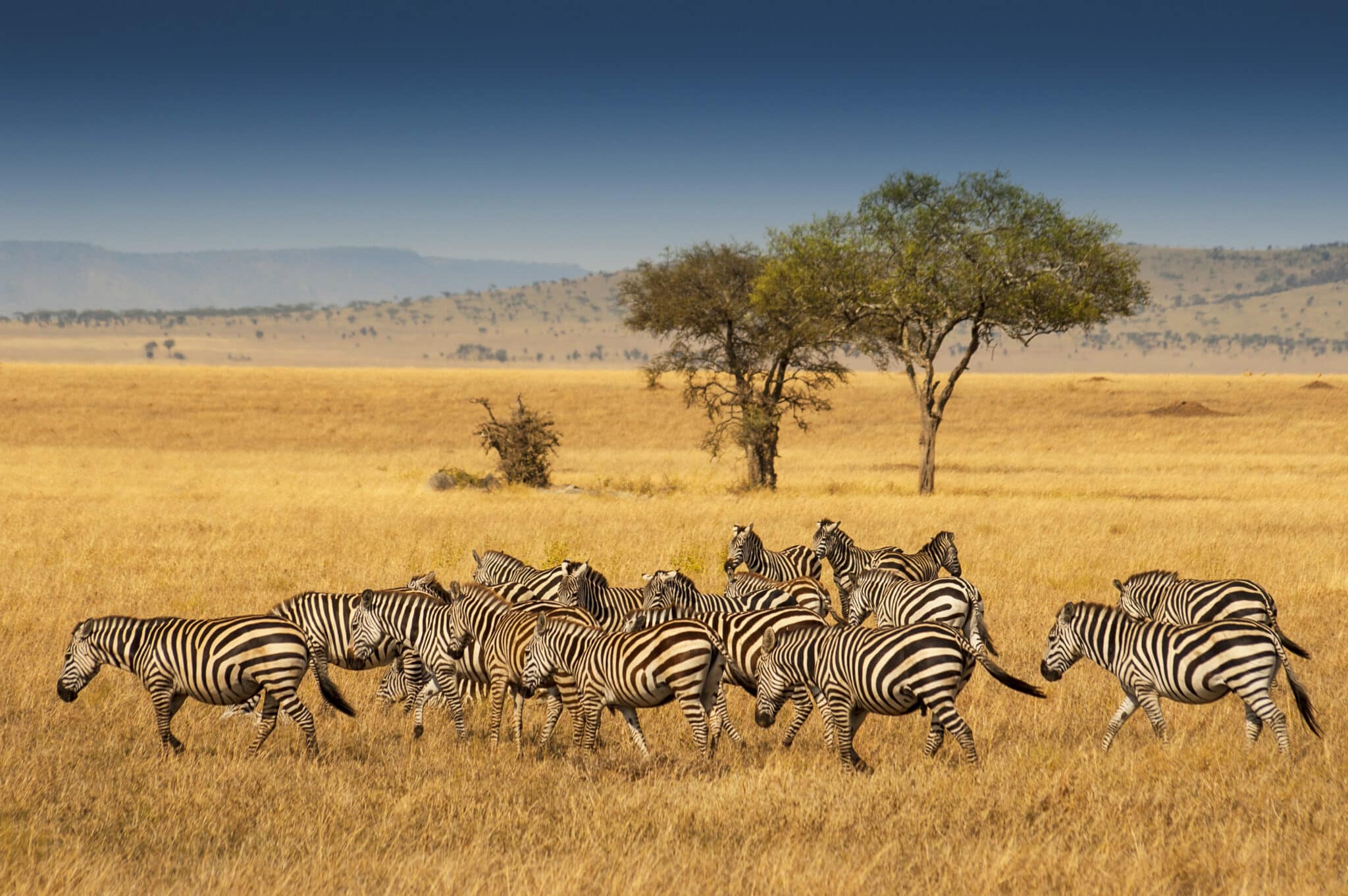 Tanzanian and Kenyan Safari Review – Discover Africa