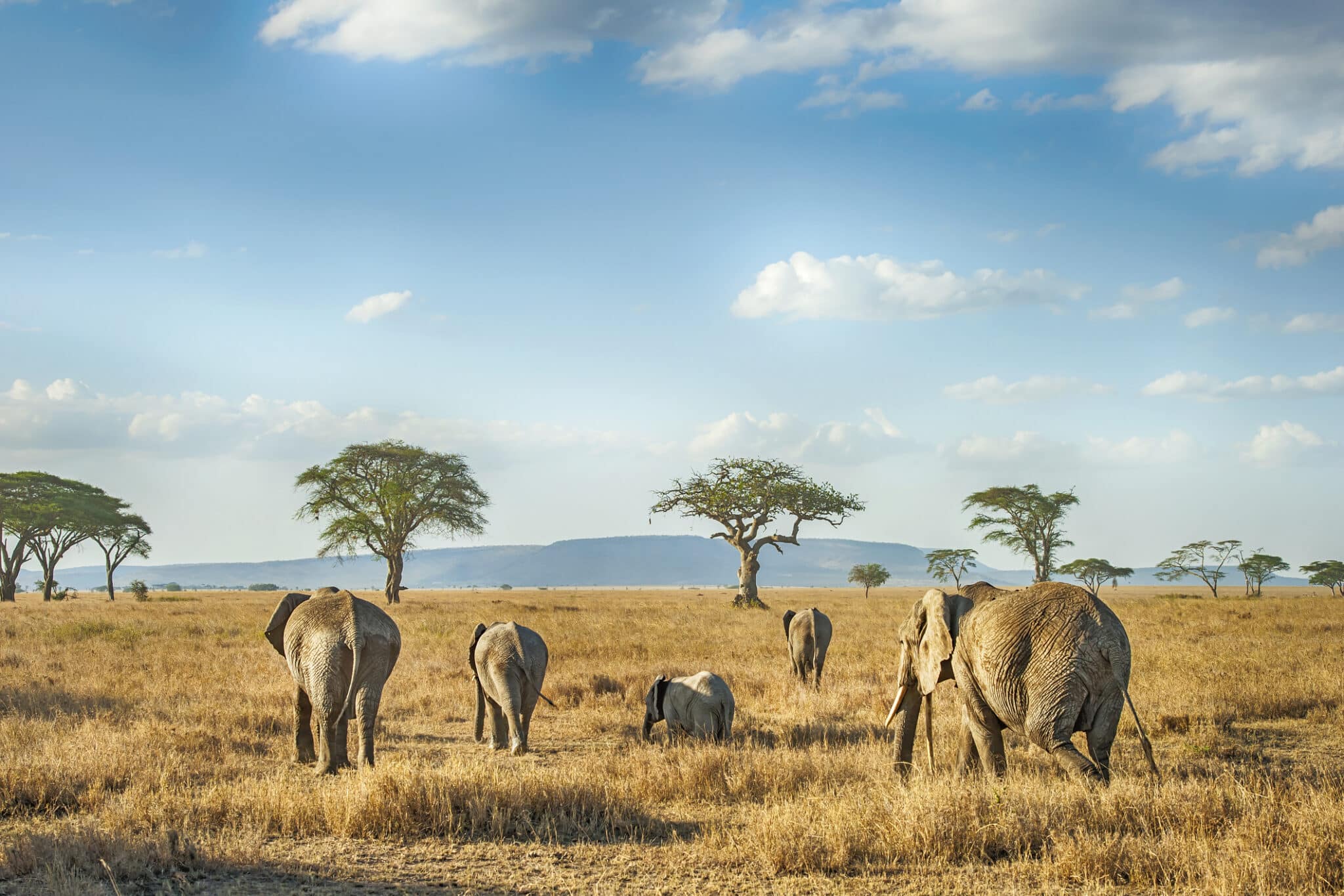 safaris in africa