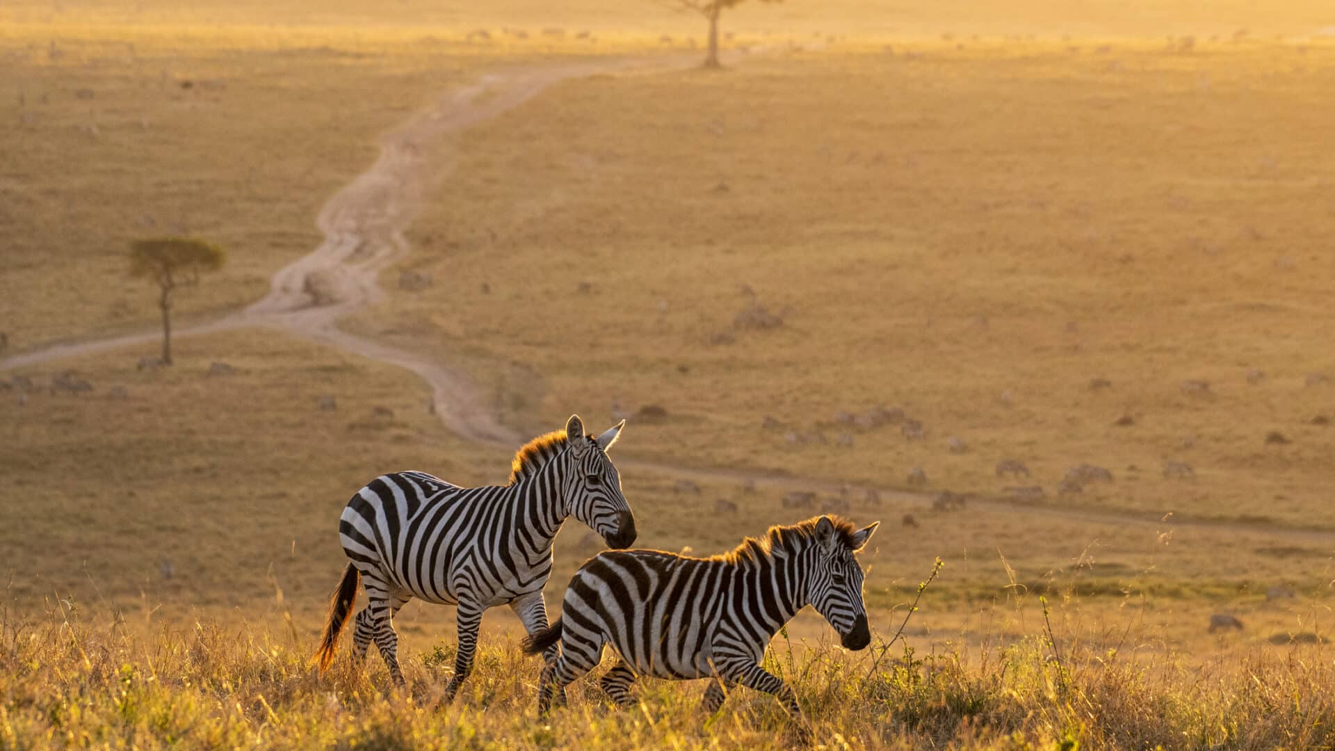 east africa luxury safari