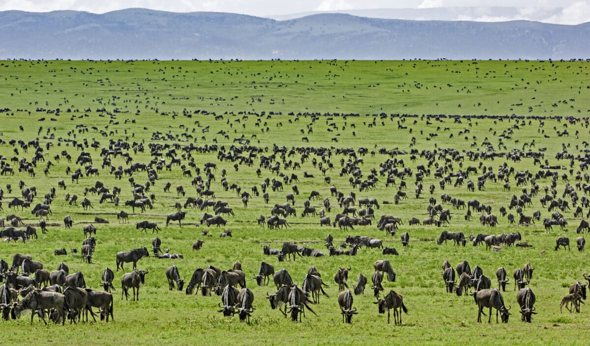 Top Tanzania and Kenya Lodges with Great Wildebeest Migration Front-Row Seats