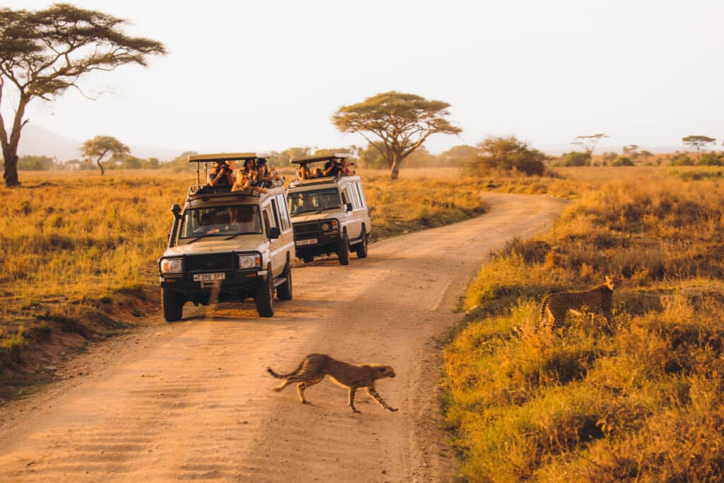 Cheetah passes safari vehicles, Tanzania