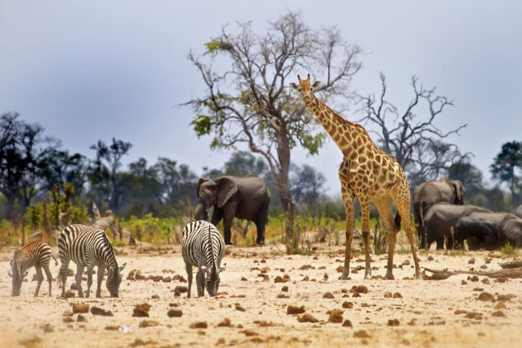 Vibrant waterhole infant of our camp In Hwange with Giraffe, Zebras and Elephants