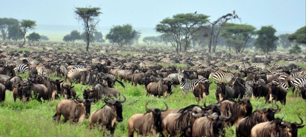 The Great Migration.